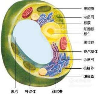 高一生物:细胞的基本结构