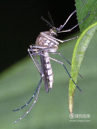 帝王大蚊是什么品种