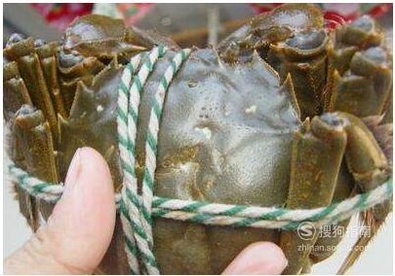 阳澄湖大闸蟹的三种保存方法