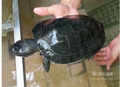 黑颈龟的简介，黑颈乌龟的养殖，广东草龟的繁殖