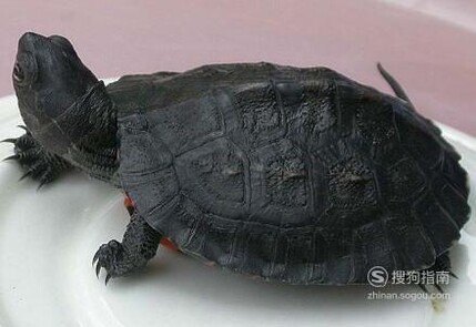 黑颈龟的简介，黑颈乌龟的养殖，广东草龟的繁殖
