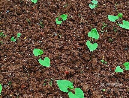 四季豆的种植方法