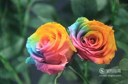 七彩玫瑰花语是什么七彩玫瑰代表什么意思