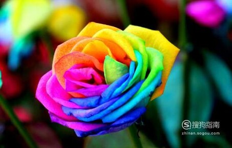 七彩玫瑰花语是什么七彩玫瑰代表什么意思