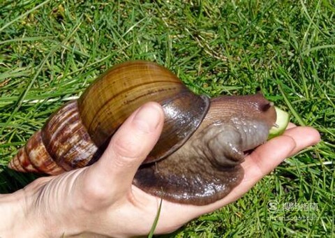 宠物蜗牛怎么饲养?