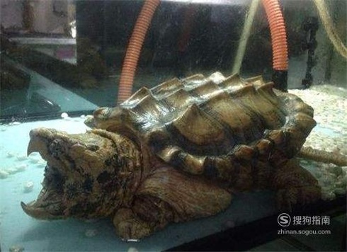 新买的的鳄龟怎么养