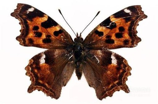 怎样区分蝴蝶和飞蛾