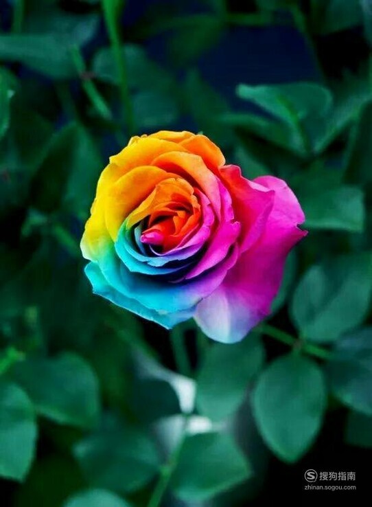 彩色玫瑰花语是什么