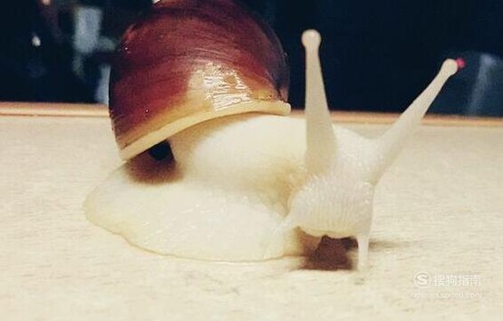 宠物蜗牛怎么饲养?