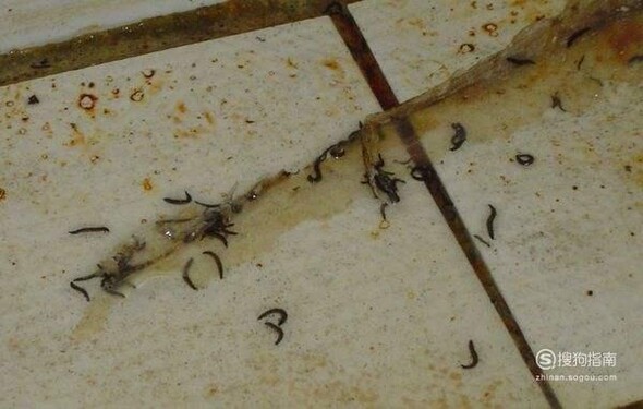 蛾蚋幼虫进入人体怎么办