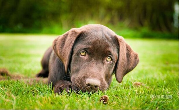 狗吃草是为了催吐？