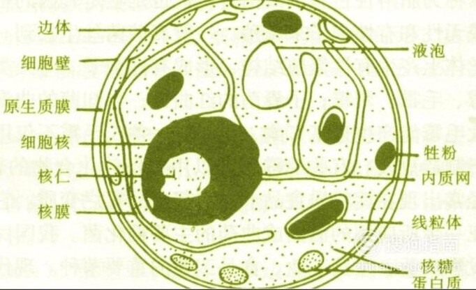 高一生物:细胞的基本结构