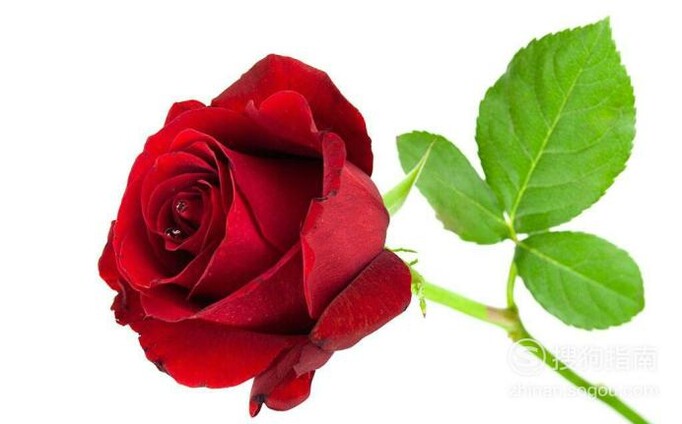玫瑰的花语是什么？