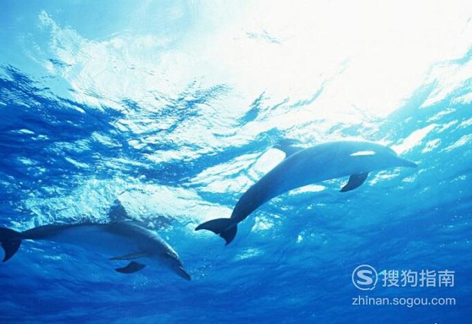 日本为什么频繁的捕杀海豚和鲸鱼