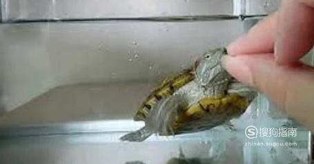 怎样养巴西龟