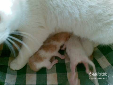 母猫怎么分娩的？