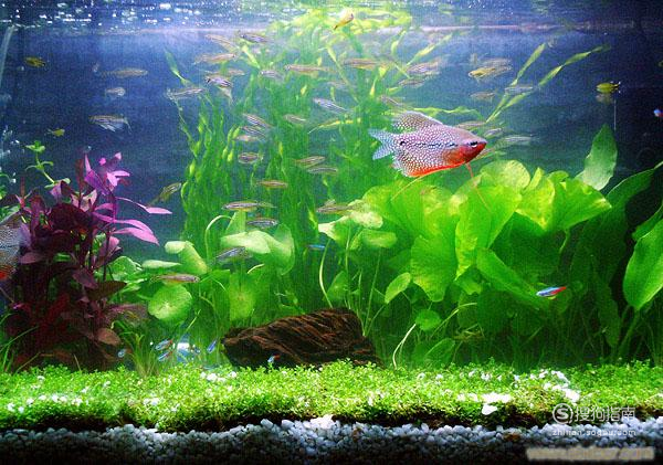 鱼缸水变绿原因及解决方法